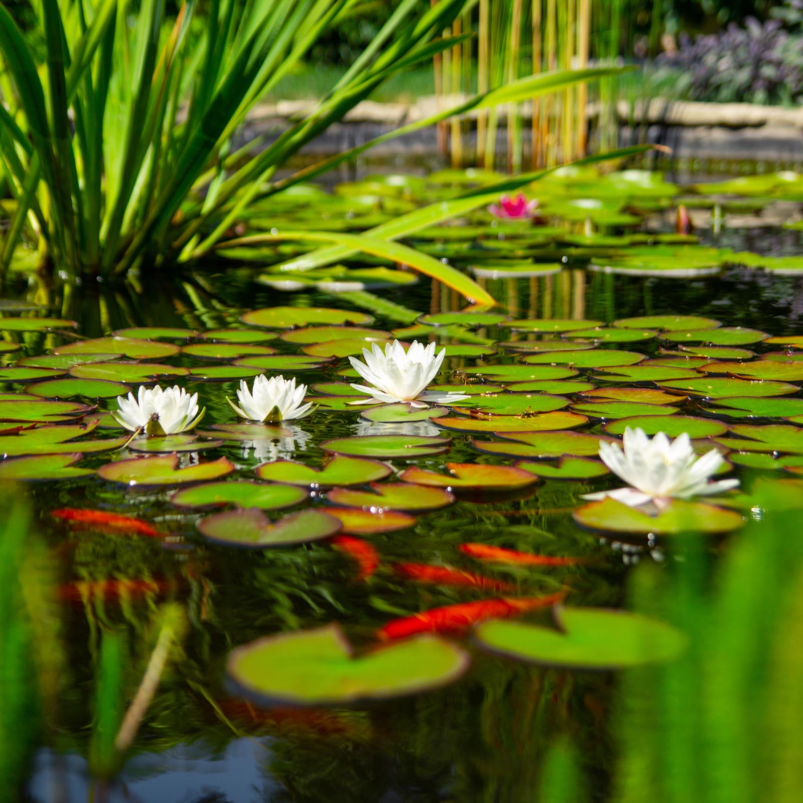 garden moments Algen UV Protect 500ml behandelt 40.000l Teichwasser